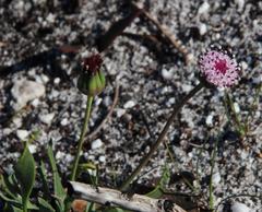 Othonna digitata