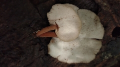 Image of Auriscalpium villipes