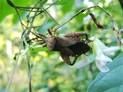 Piezogaster calcarator