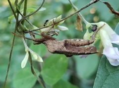 Piezogaster calcarator