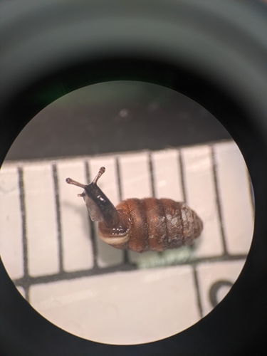 Moss Chrysalis-snail