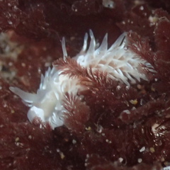 Aeolidia