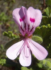 Pelargonium panduriforme
