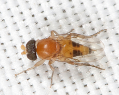 Apocephalus pergandei