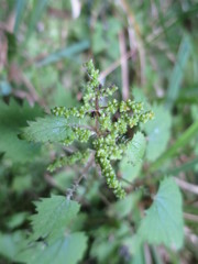 Urtica sykesii