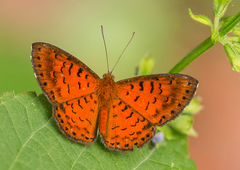 Parvospila lucianus