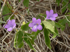 Ruellia californica californica