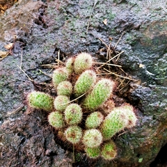 Mammillaria mazatlanensis