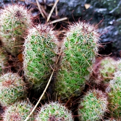 Mammillaria mazatlanensis