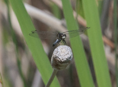 Leucorrhinia intacta