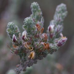 Aspalathus hispida hispida