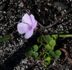 Oxalis commutata concolor
