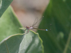 Ischnura damula