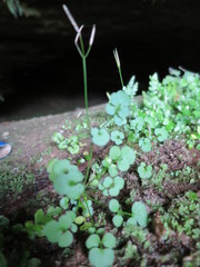 Cardamine dolichostyla