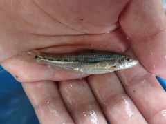 Microphysogobio alticorpus