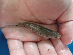 Microphysogobio alticorpus