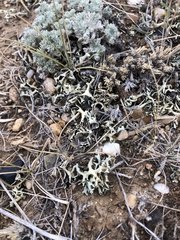 Xanthoparmelia chlorochroa