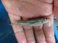 Microphysogobio alticorpus