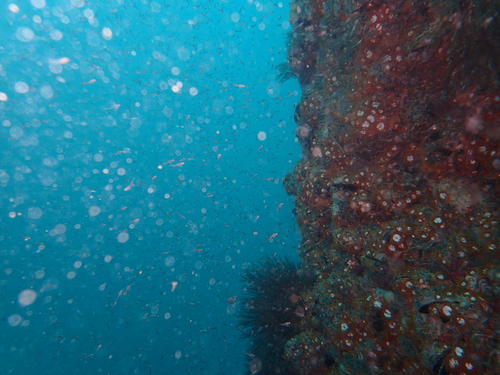 Representative image of Mysidopsis