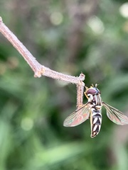 Allograpta