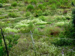 Dischisma ciliatum erinoides