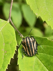Graphosoma rubrolineatum