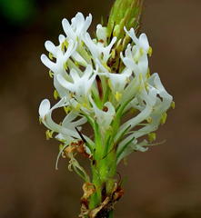 Dischisma ciliatum erinoides