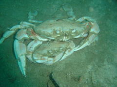 Ovalipes trimaculatus