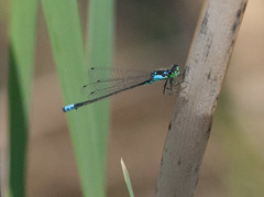 Ischnura damula