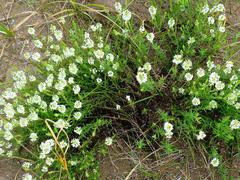 Dischisma ciliatum erinoides