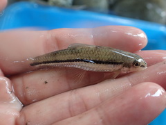 Microphysogobio alticorpus