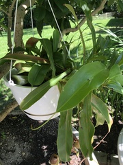 Sarraceniaceae