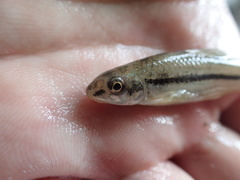 Microphysogobio alticorpus