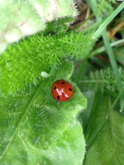 Coccinella septempunctata
