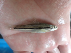 Microphysogobio alticorpus