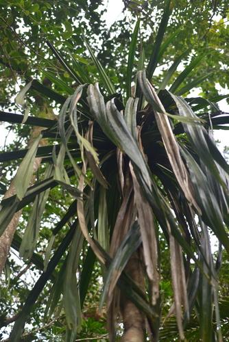 Pandanus balansae observed 2021-07-10