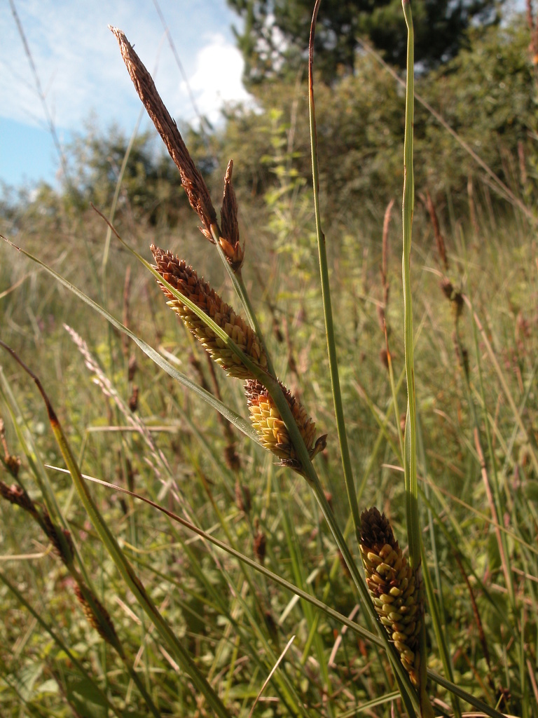 Three-nerved Sedge