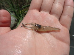 Macrobrachium asperulum