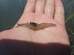 Macrobrachium asperulum