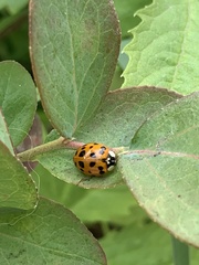 Harmonia axyridis