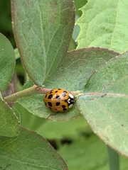 Harmonia axyridis