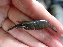 Macrobrachium asperulum
