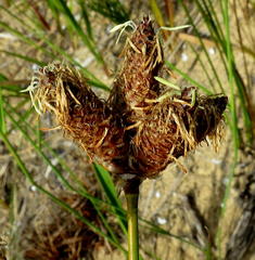 Hellmuthia membranacea