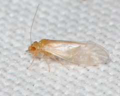 Valenzuela pinicola