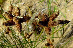 Hellmuthia membranacea