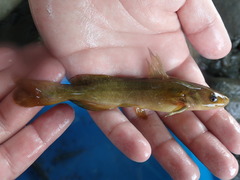 Tachysurus brevianalis