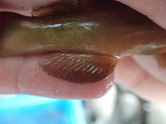 Tachysurus brevianalis