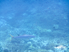 Elagatis bipinnulata