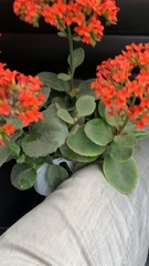 Kalanchoe