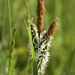 Carex elata - Photo (c) bathyporeia, μερικά δικαιώματα διατηρούνται (CC BY-NC-ND)